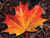 MapleLeaf3.jpg(Loon19.mpg - 1.1MB) 